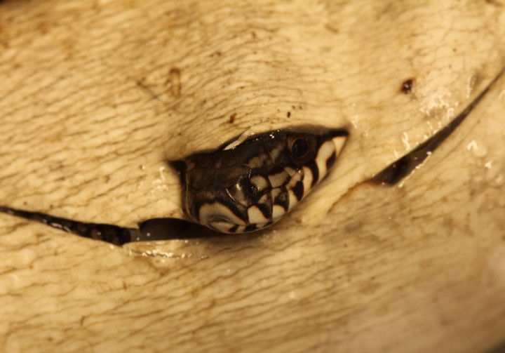 Russian Rat Snake